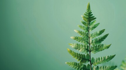 Soft focus of fern leaf on green background with copy space