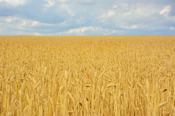 wheat field against a blue sky copy space