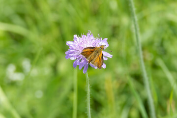 Large Skipper butterfly (Ochlodes sylvanus) perched on a small scabious in Zurich, Switzerland