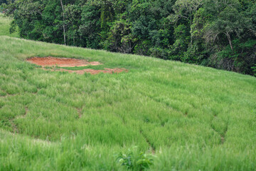 rice field in the mountains