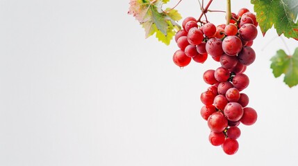 Red Grapes on Vine with Dew Drops