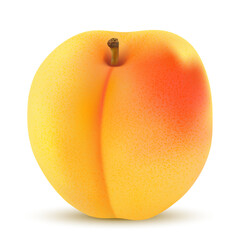 Vector drawing. Nutrition concept. Realistic image apricot
