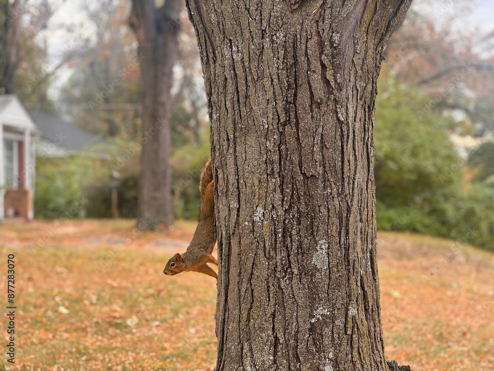 Wall mural squirrel in the park