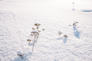 dry frozen blades of grass stick out from under snowdrifts