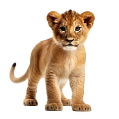 Obraz premium cute lion looking isolated on white