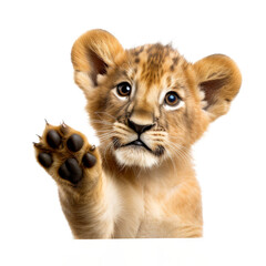 Obraz premium cute lion looking isolated on white