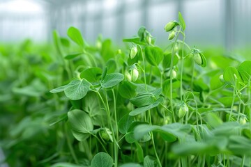 Sweet peas growing in an innovative greenhouse with automated watering and light management, featuring lush green vines and pods, copy space