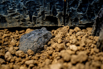 ナンブヒキガエルのアップ