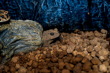 ナンブヒキガエルのアップ