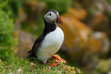 atlantic puffin or common puffin or common puffin