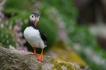 atlantic puffin or common puffin