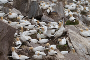 mushrooms on the ground