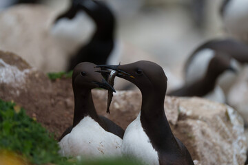 two ducks in the water