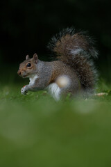 squirrel on a tree