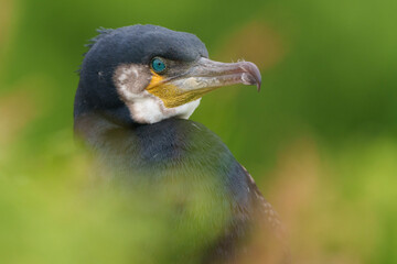 close up of a bird