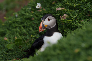atlantic puffin or common puffin or common puffin © Gustavo Palacios