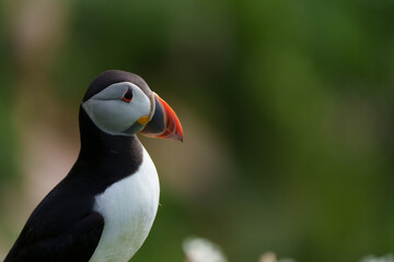 atlantic puffin or common puffin or puffin