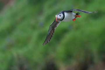 red billed hornbill