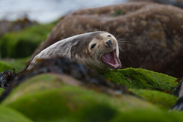 sea lion on rock