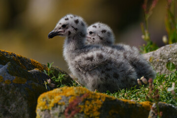couple of duck on the beach