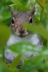 squirrel on a tree