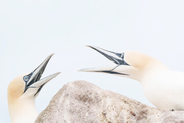 bird of paradise