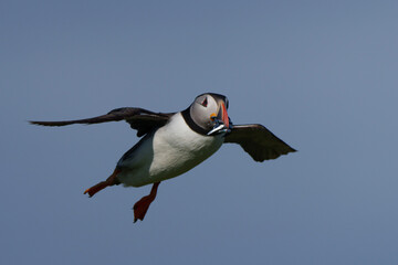 seagull in flight