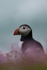 atlantic puffin or common puffin on country