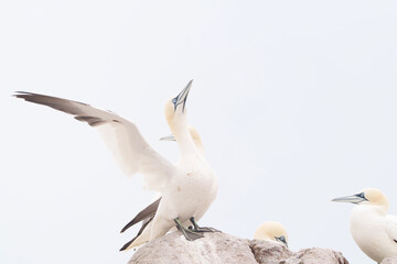 two seagulls in flight