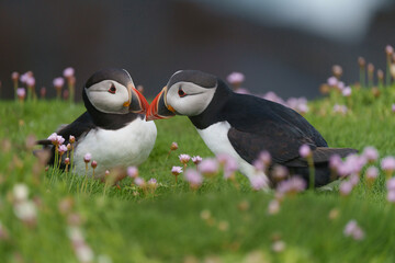 atlantic puffin or common puffin or common puffin