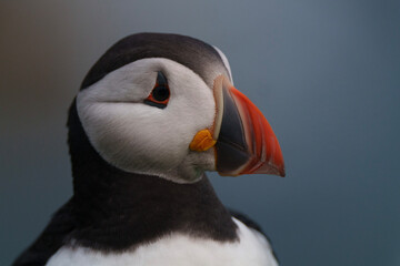 atlantic puffin or common puffin on country