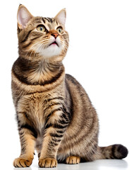 Fototapeta premium Curious tabby cat with open mouth looking up on white background. Ideal for pet products, animal care, or playful advertising.