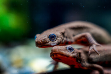 アカハライモリ