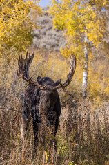 Shiras Moose Bull During the Rut in Autumn in Wyoming