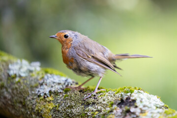 Robin (erithacus rubecula) posed on a mossy log in a British back garden in Summer. Yorkshire, UK