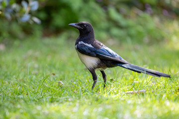Fototapeta premium Stunning black and white Magpie (pica pica) on a garden lawn in Summer.