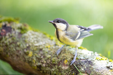 Great Tit (Parus major) standing on a mossy woodland log in Summer.