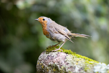 Robin (erithacus rubecula) posed on a log pile in a British back garden in Summer. Yorkshire, UK