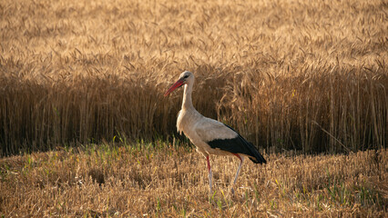 Crane in a wheat field.
