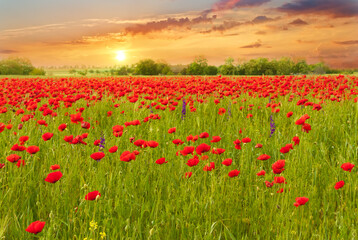 Beautiful summer landscape field with bright red flowers .