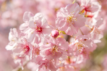 満開の河津桜