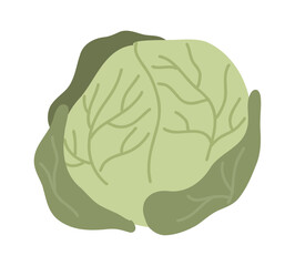 Green cabbage vegetable. Healthy organic food. Fresh green vegetables
