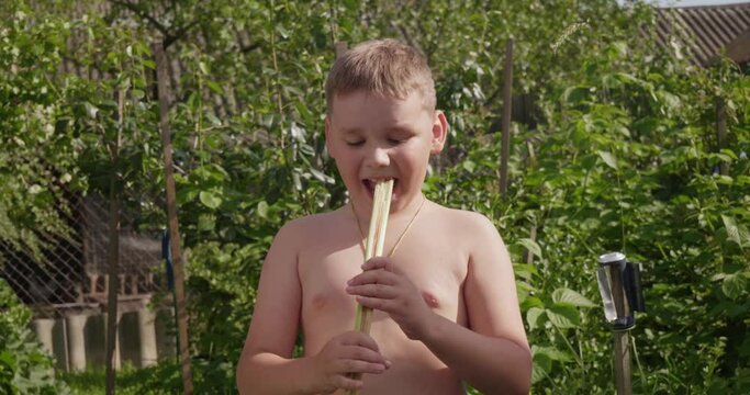 A child in the garden takes a bite of sour rhubarb, winces and spits it out. A child winces funny when he tries the sour rhubarb plant in the garden in the summer. The child eats rhubarb.