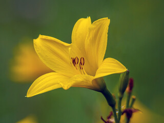 Fototapeta premium Opened bud of a yellow lily close-up