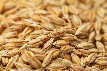 Close up of unhulled rice showing detail and texture