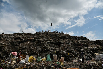 Greater adjutant stork birds flying over a garbage dumping site searching food.