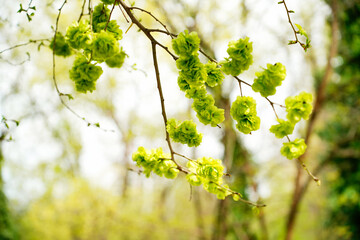 Macro shot of green flowers and leaves in the garden in spring, Tbilisi, Georgia