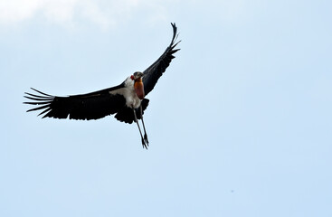 Greater adjutant stork birds flying over a garbage dumping site searching food.