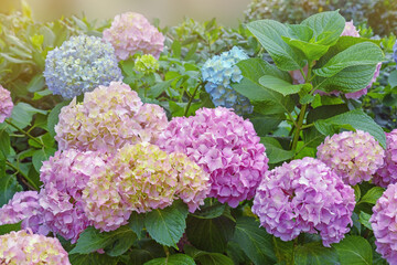 Beautiful flowers of Hydrangea ( Hydrangea macrophylla ) in garden on sunny summer day