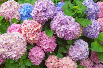 Beautiful colorful Hydrangea flowers in garden. Hydrangea macrophylla